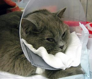 ���, ������� ������� ���������